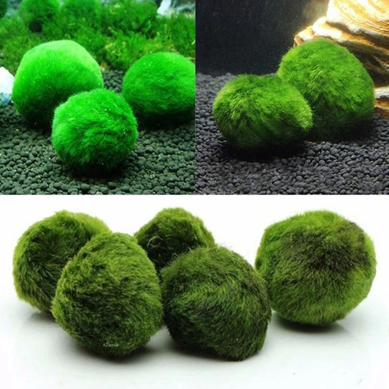 Planted Aquarium Maintenance - 1 szt. Kulki mchu 3-4 cm