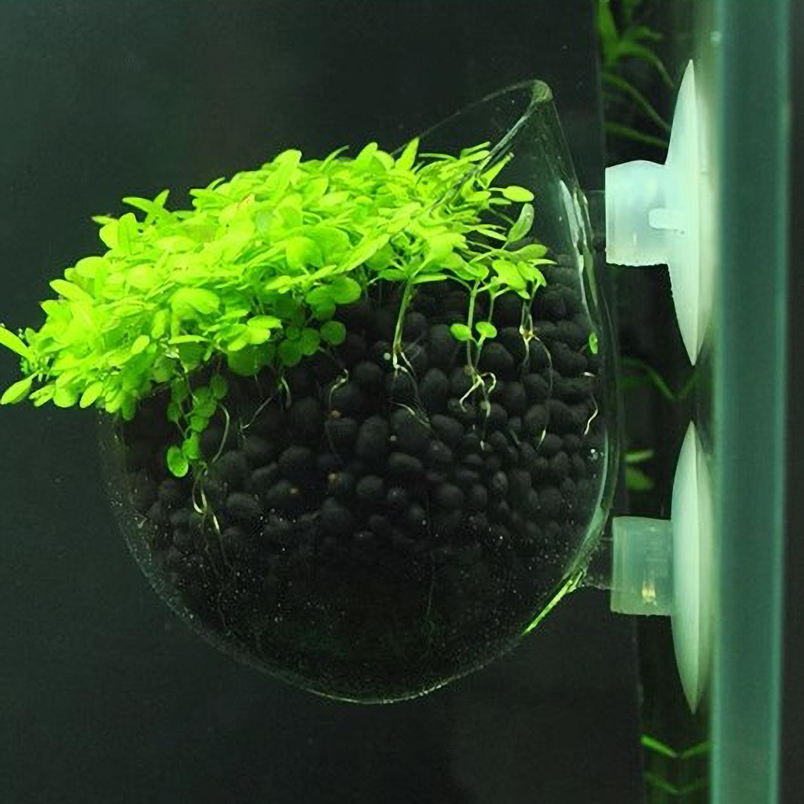Planted Aquarium Maintenance - Szklany uchwyt na rośliny akwariowe z