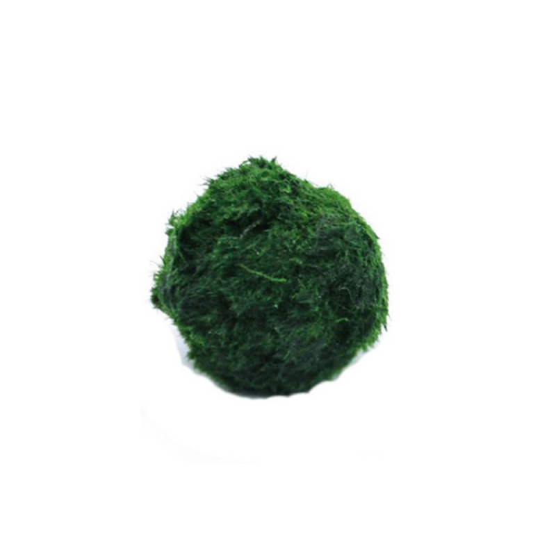 Planted Aquarium Maintenance - Kulki Marimo, żywąca roślinność akwariowa, glony,