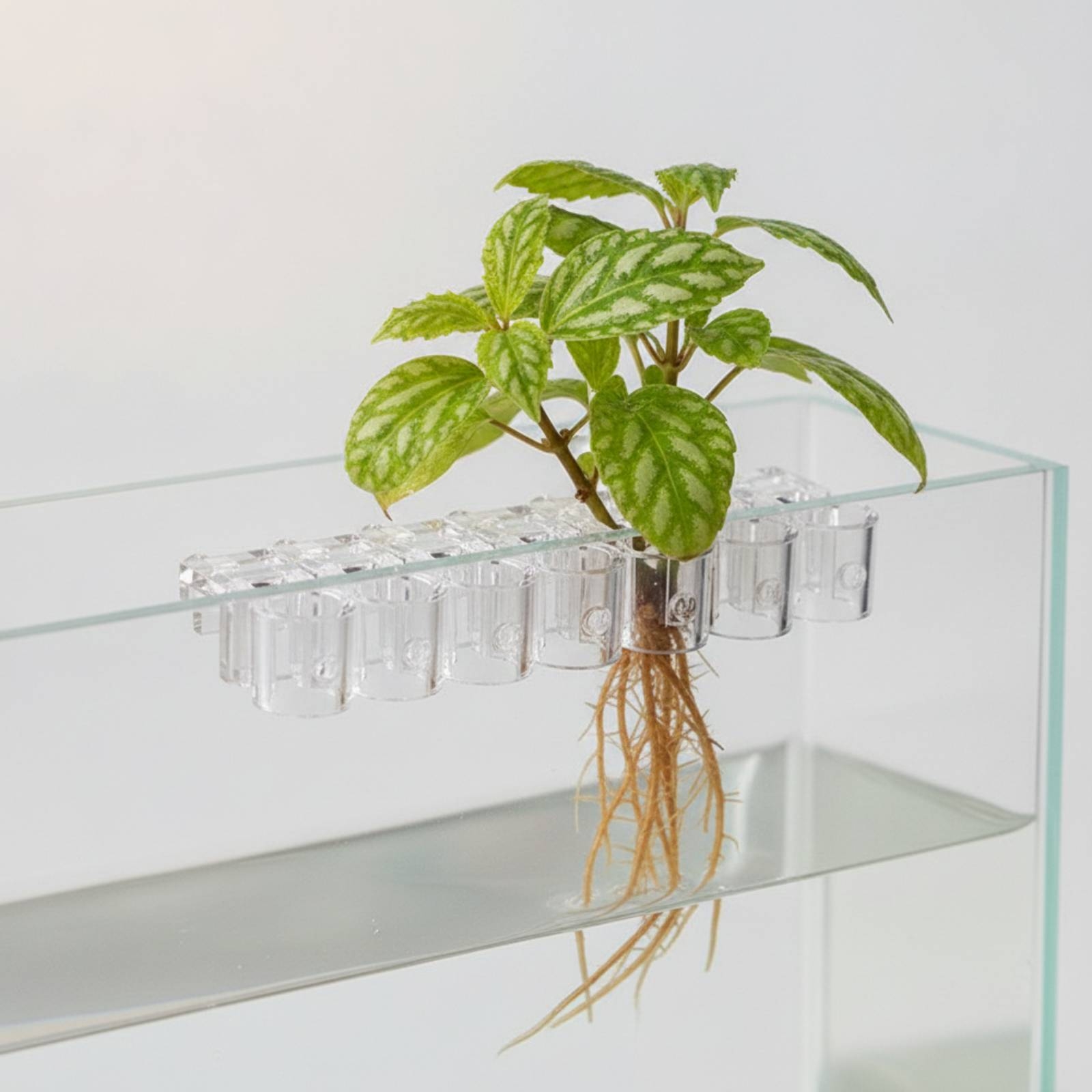 6 sztuk przezroczystych klipsó – Aquarium Planted Plants recenzja i cena