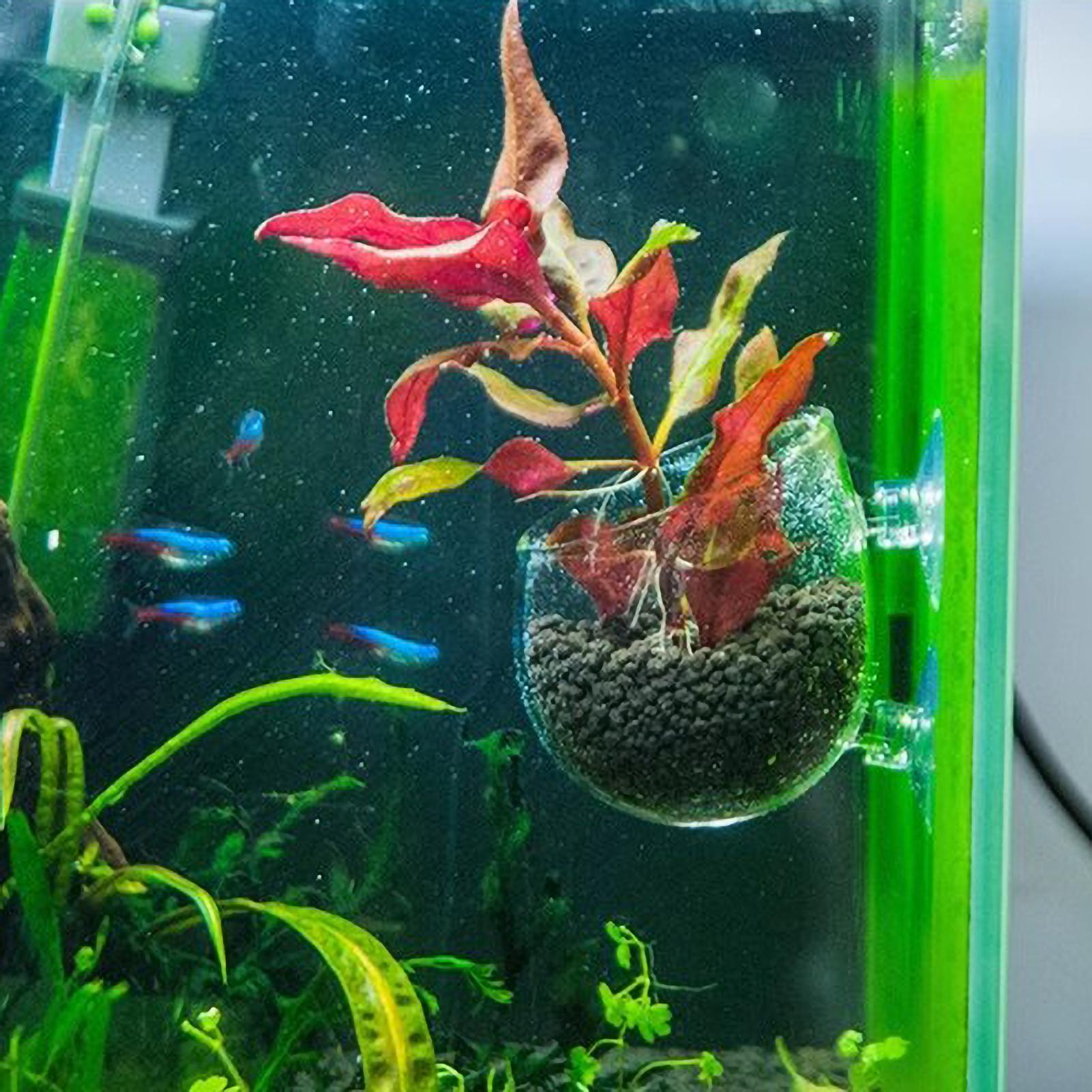 Szklany uchwyt na rośliny akwa – Planted Aquarium Maintenance recenzja i cena
