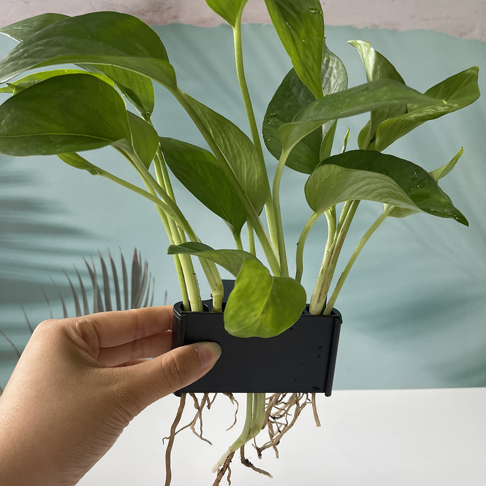 Uchwyt na rośliny akwariowe z  – Planted Aquarium Maintenance recenzja i cena