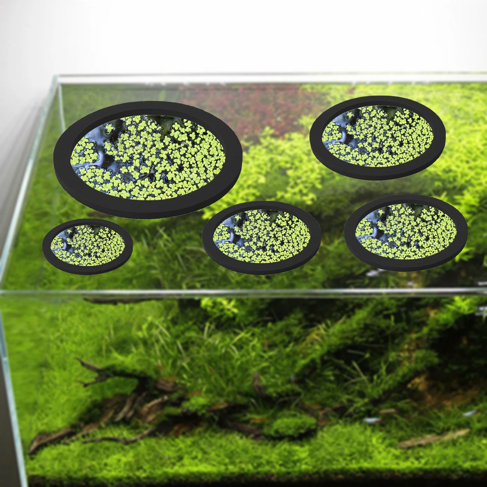 5Pcs EVA Pierścień do karmieni – Aquarium Planted Plants recenzja i cena