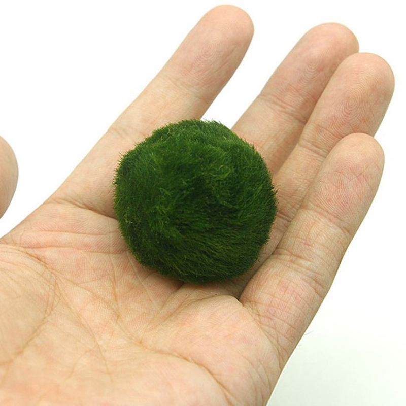 Kulki Marimo, żywąca roślinnoś – Planted Aquarium Maintenance recenzja i cena