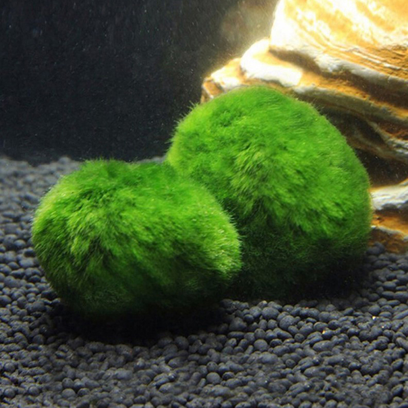 Kulki Marimo, żywąca roślinnoś – Planted Aquarium Maintenance recenzja i cena