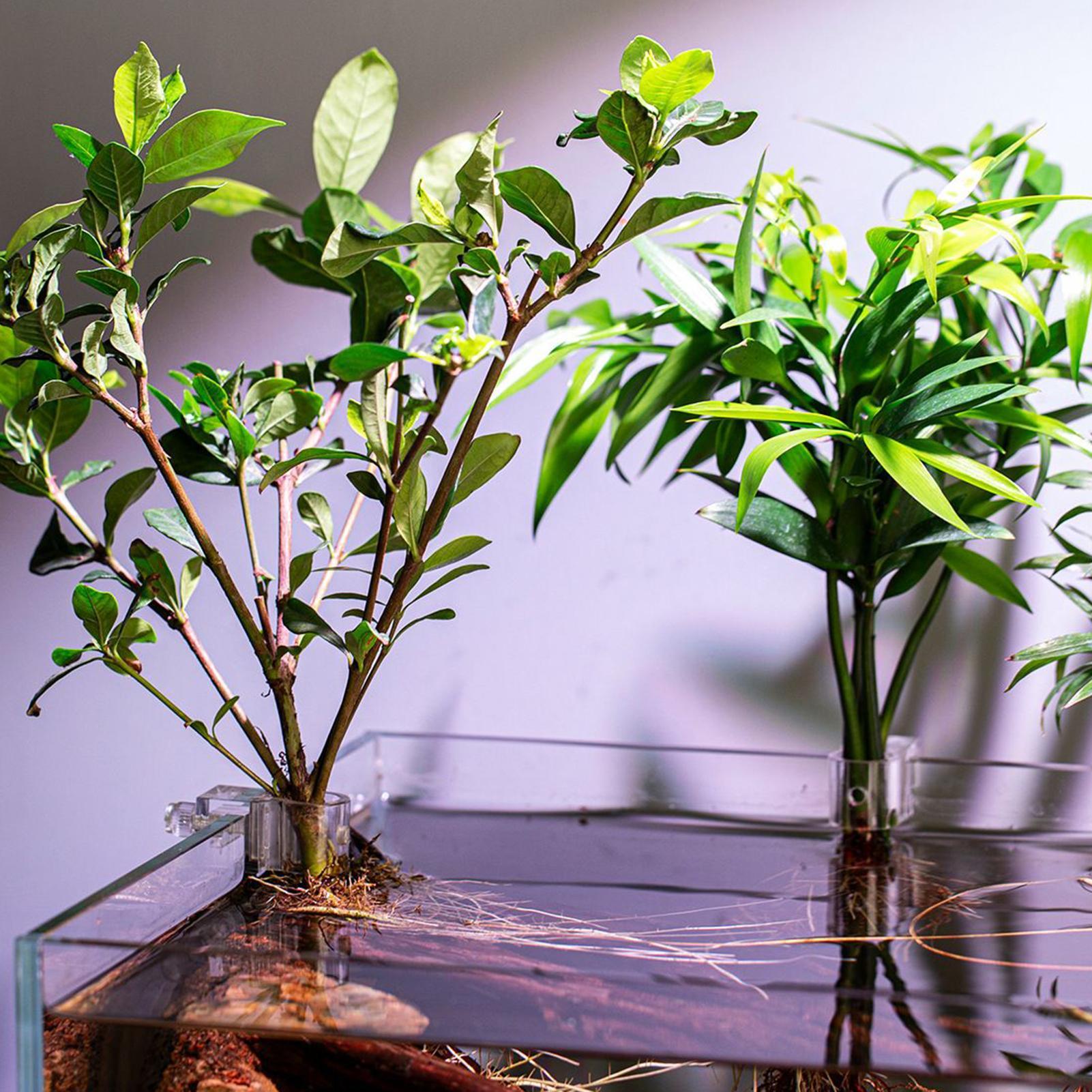 6 szt. Przezroczyste uchwyty d – Aquarium Plant Ornament recenzja i cena
