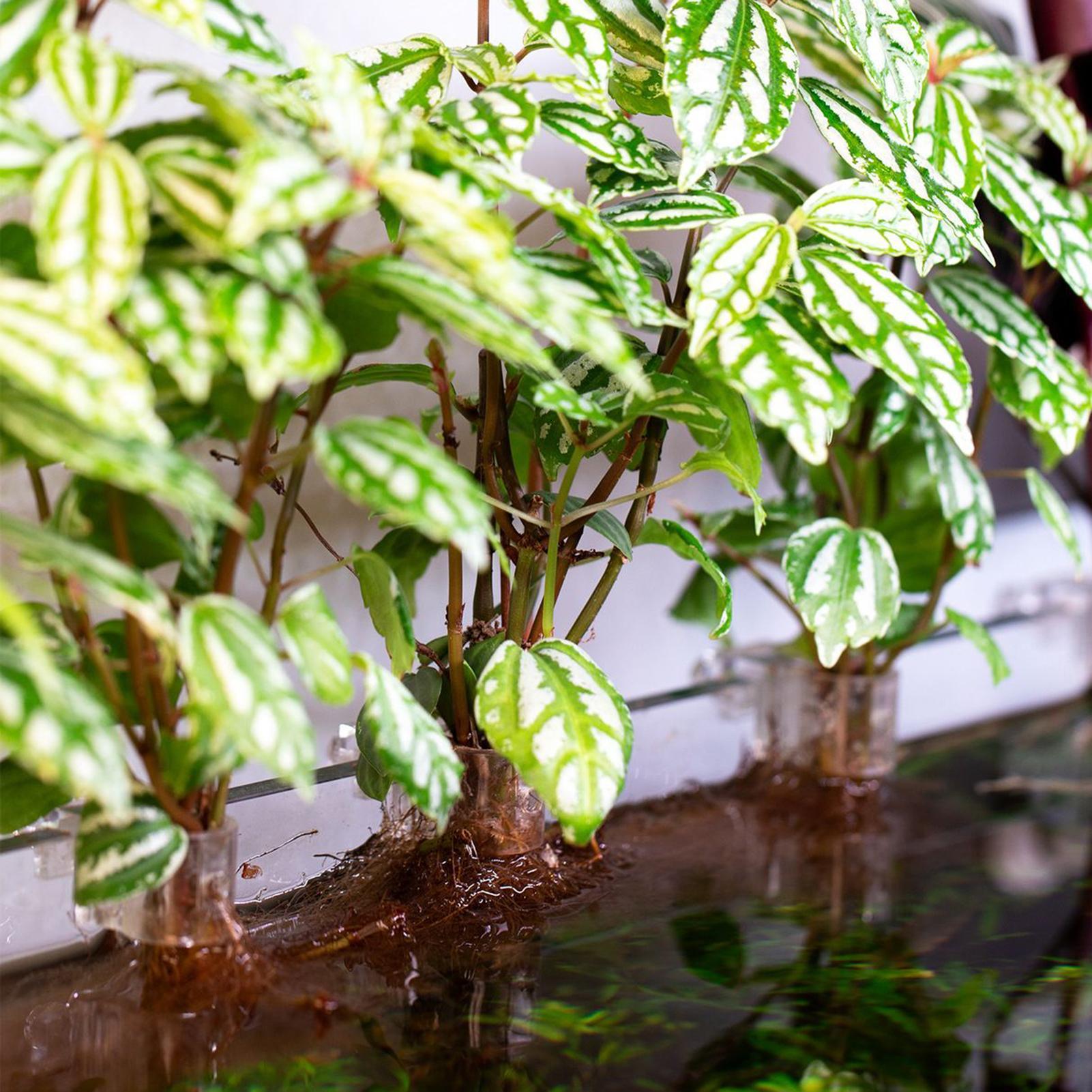 6 szt. Przezroczyste uchwyty d – Aquarium Plant Ornament recenzja i cena